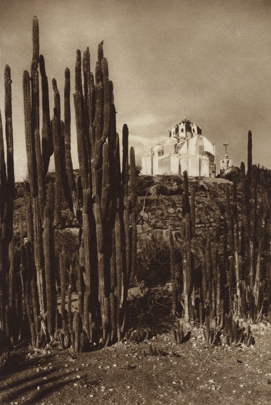 Mexiko: Zapottlan, "Cereus bavosus" (čb fotografie) od Hugo Brehme