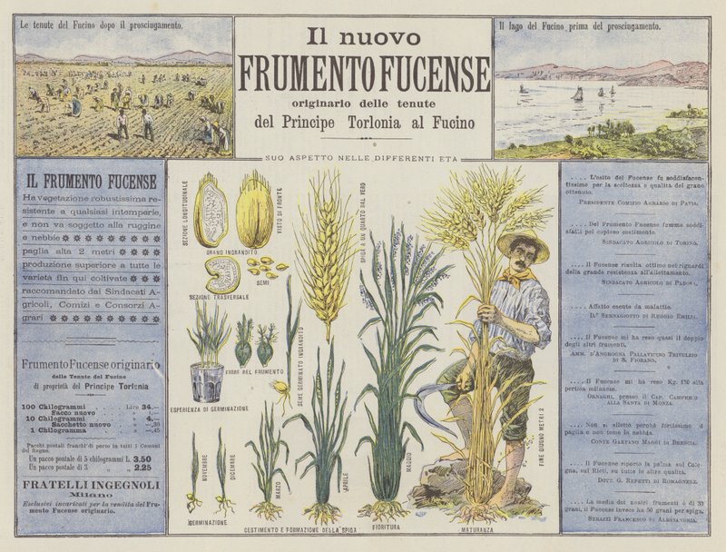 Nová pšenice Fucense (barva litho) od Italian School