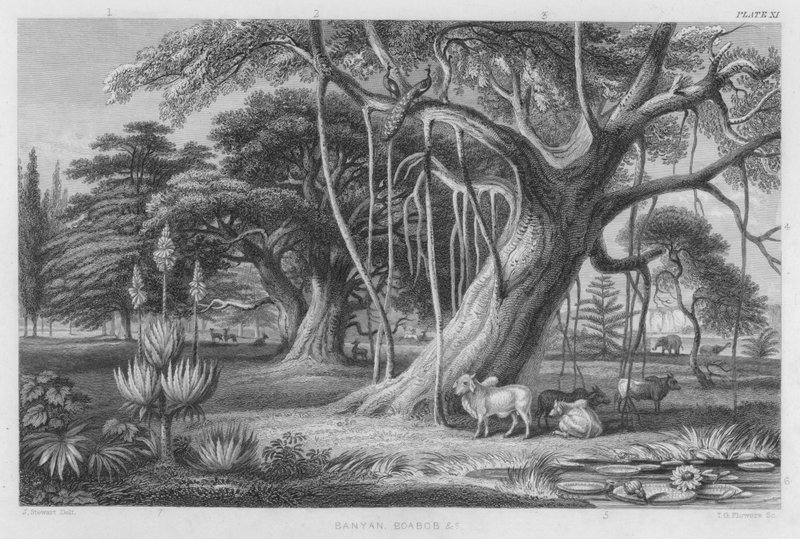 Banyan, Boabob atd. (barevné rytí) od J. (after) Stewart