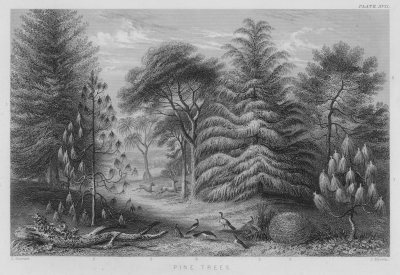 Pine Trees (barevné rytí) od J. (after) Stewart