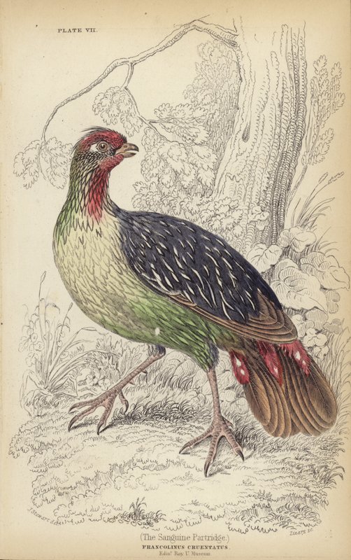 Sanguine Patridge od J. Stewart