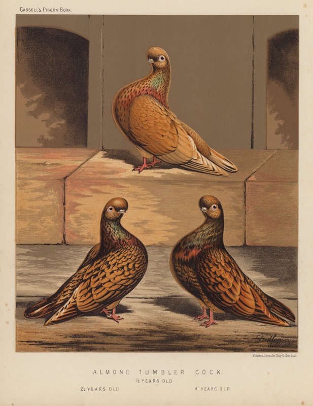 Holubi: Almond Tumbler Cock od J. W. (after) Ludlow