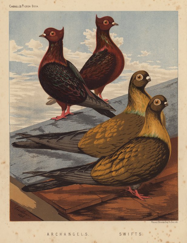 Holubi: Archandělé; Swifts (barevné lito) od J. W. (after) Ludlow