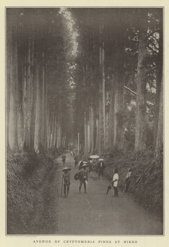Avenue of Cryptomeria pines v Nikko od Japanese Photographer