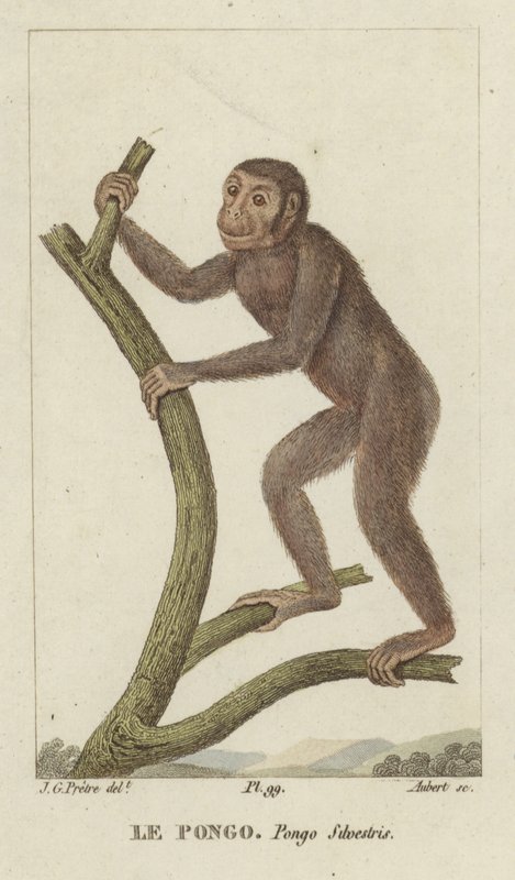 Pongo (orangutan) od Jean Gabriel Pretre