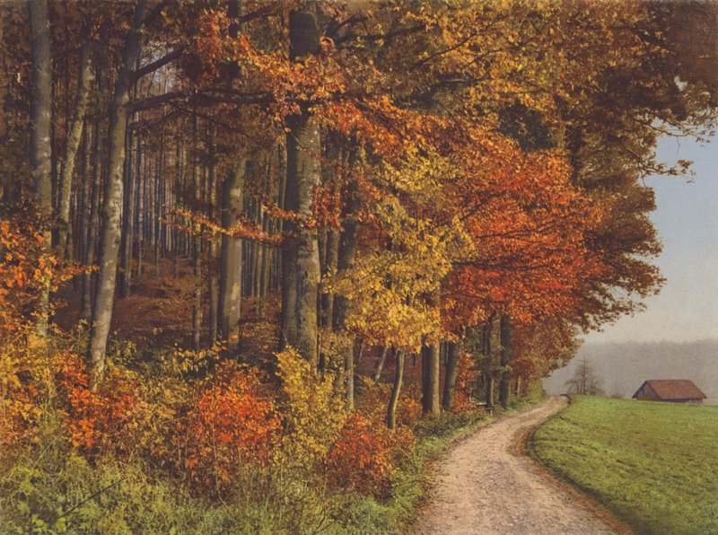 Švýcarsko: Autumn Woods (barevné foto) od Jean Gaberell