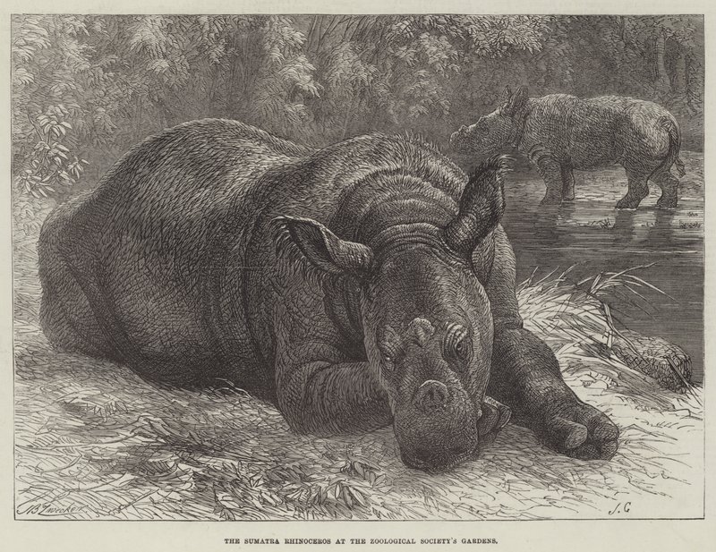 Nosorožec sumaterský v zahradách Zoologické společnosti od Johann Baptist Zwecker
