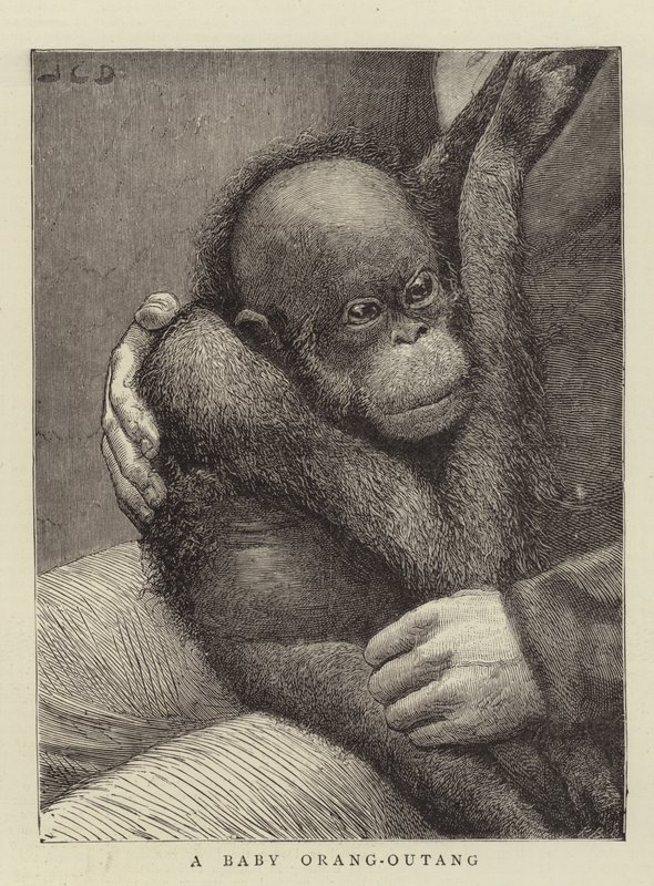 Baby Orang-Outang od John Charles Dollman