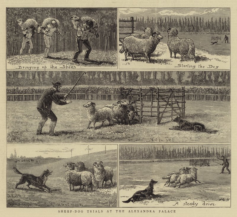 Zkoušky ovčáckých psů v Alexandra Palace od John Charles Dollman