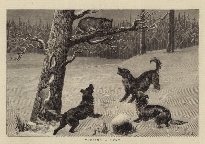 Stromování rysa od John Charles Dollman