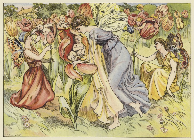 Tulipán od John Shenton Eland
