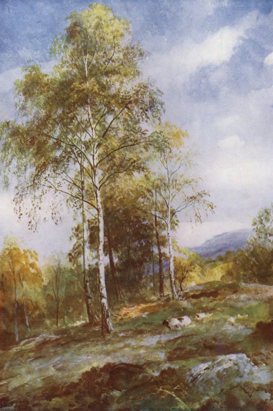 Stříbrné břízy (barva lito) od John (after) MacWhirter