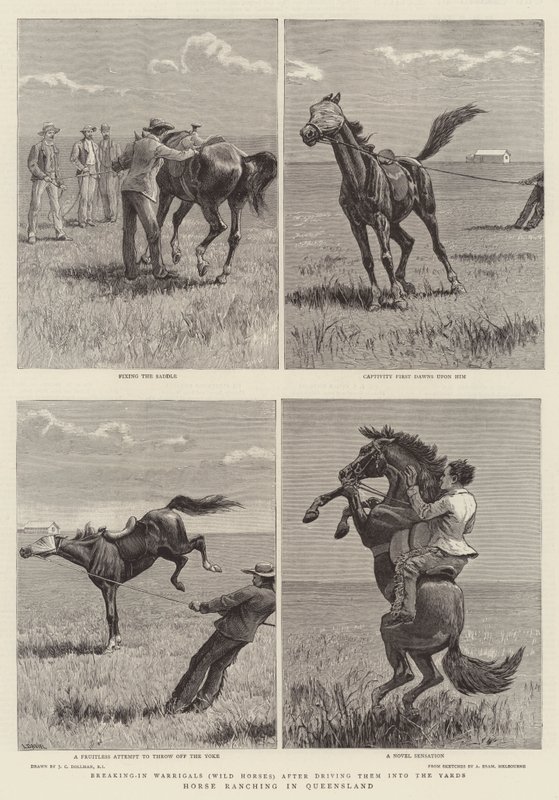 Chov koní v Queenslandu od John Charles Dollman