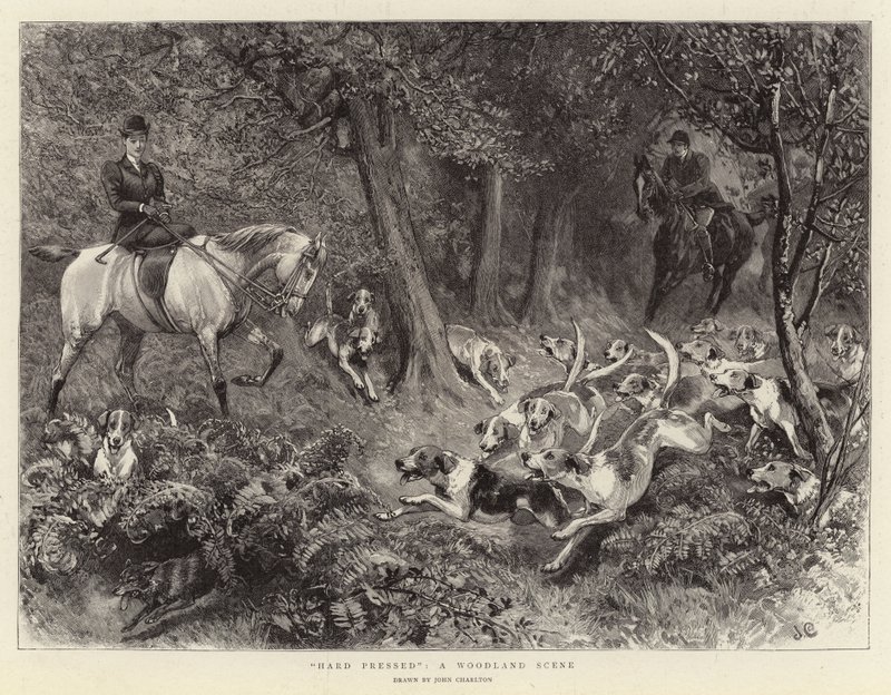 Hard Pressed, Woodland Scene od John Charlton