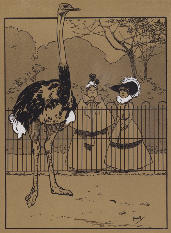 Pštrosí peří (barva lito) od John Hassall