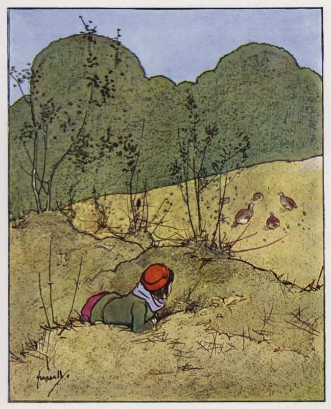 Koroptev (barva lito) od John Hassall