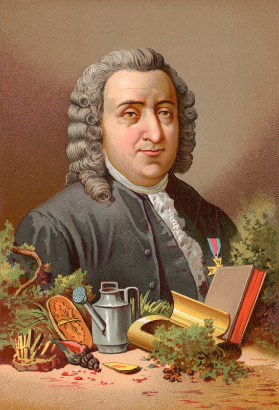 Carl Linné od Jose Armet Portanell