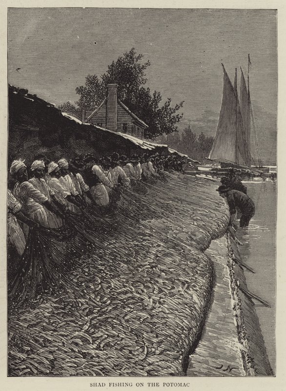 Shad Fishing na Potomac od Joseph Nash