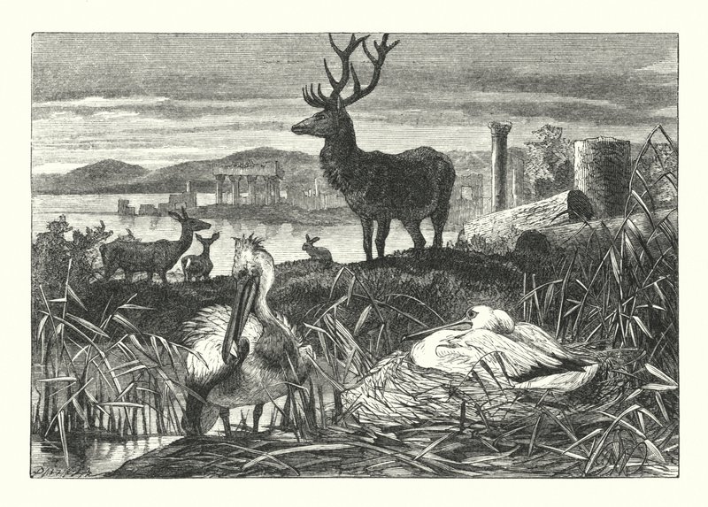 Decay of Earthly Pomp (rytina) od Joseph (after) Wolf