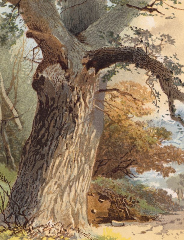 Elm-Trunk (barevná litografie) od Joseph Needham