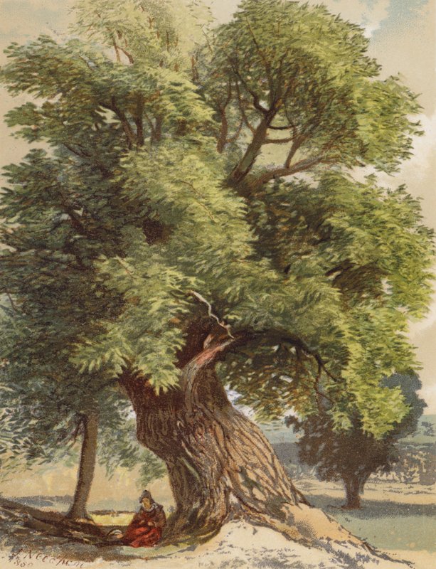 Starý kaštan (barevná litografie) od Joseph Needham