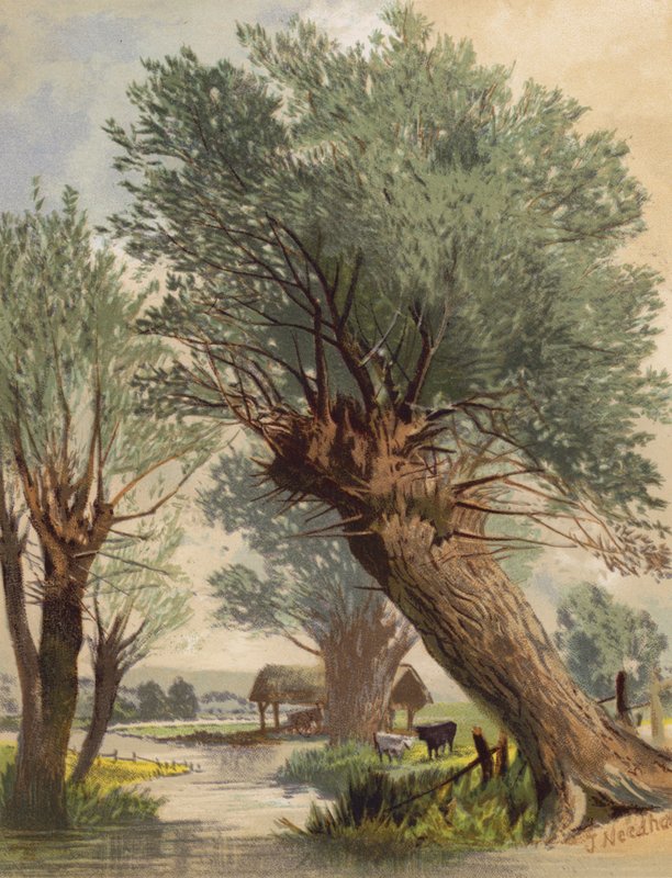 Pollarded Willows (barevná litografie) od Joseph Needham