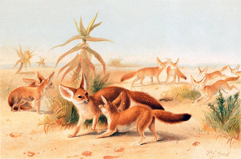 africké fenykle od Joseph Smit