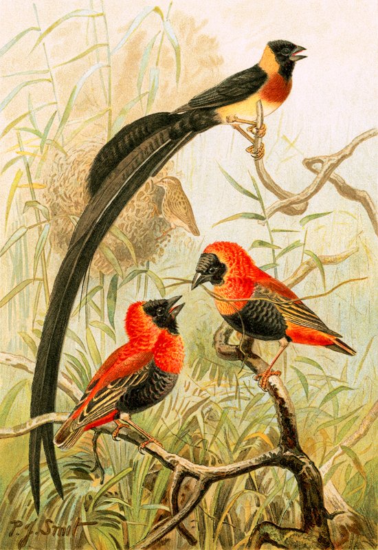 Weaver Ptáci od Joseph Smit