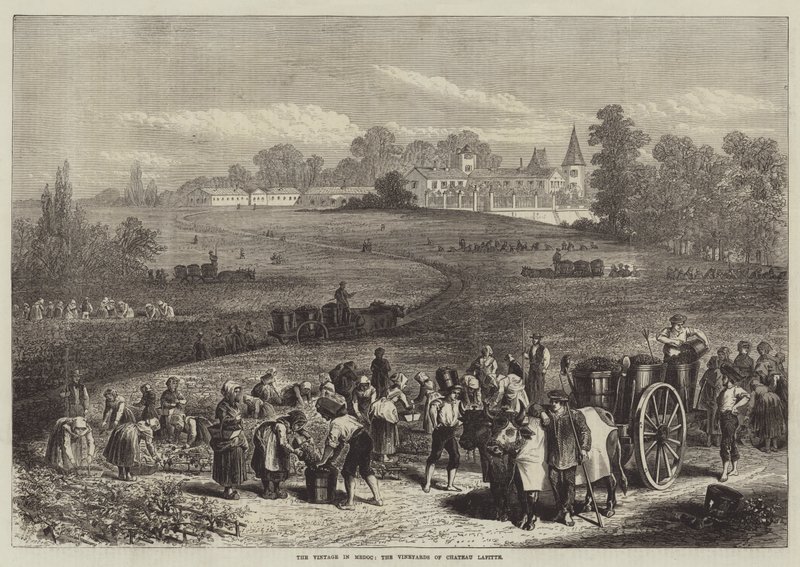 Vinobraní v Medocu, vinice Chateau Lafitte od Jules Pelcoq