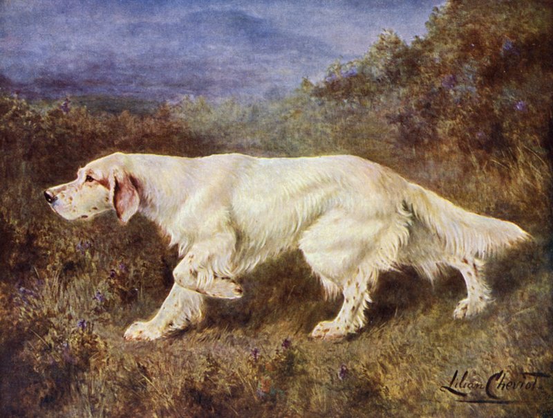 Typický anglický setr pana J. J. Holgatea Mallwyd Ned od Lilian Cheviot