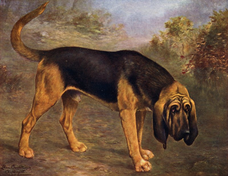Bloodhound Champion Hengist od Lilian Cheviot