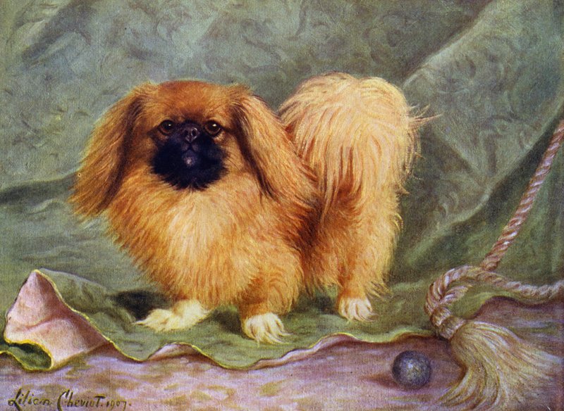 Pekinský šampion Chu-erh z Alderbourne od Lilian Cheviot