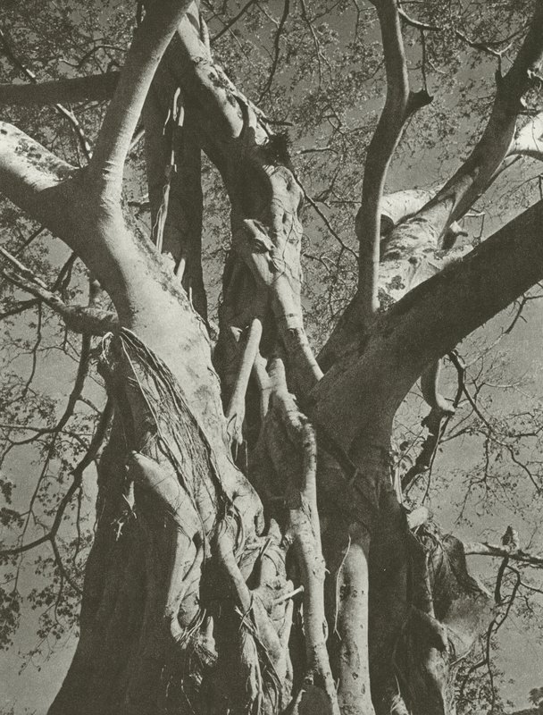 Banyan tree (černobílá fotografie) od Lionel Wendt