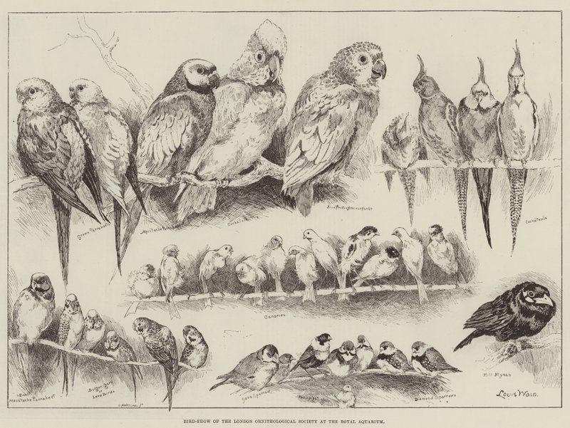 Bird-Show Londýnské ornitologické společnosti v Royal Aquarium od Louis Wain