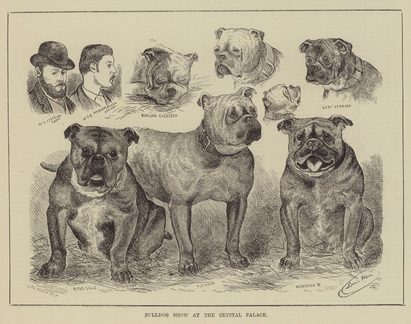 Výstava buldoků v Křišťálovém paláci od Louis Wain