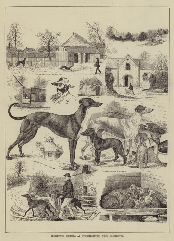 Greyhound Kennels v Athelhamptonu, poblíž Dorchesteru od Louis Wain