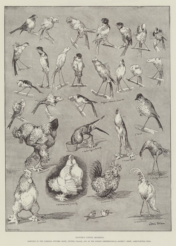 Bouřlivé okamžiky přírody od Louis Wain