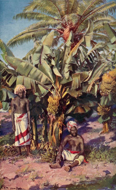 Banánová plantáž, Fidži (barevné lito) od Louis Fairfax Muckley