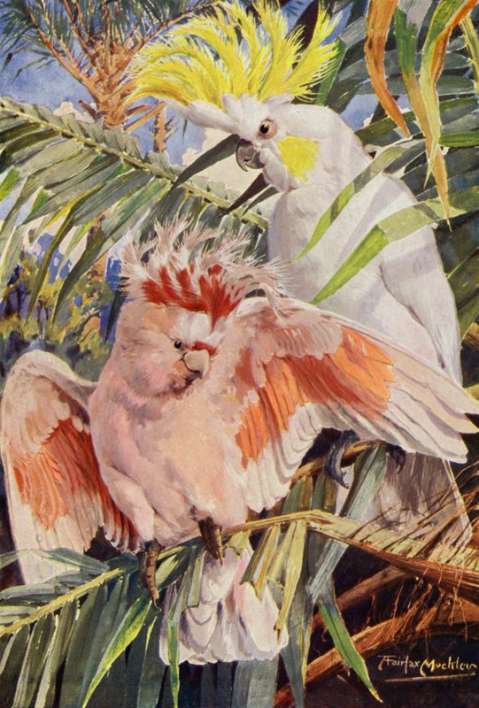 Kakadu (barva litho) od Louis Fairfax Muckley