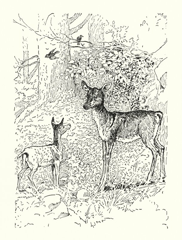Jelen a jeho matka (litografie) od Louis John Rhead