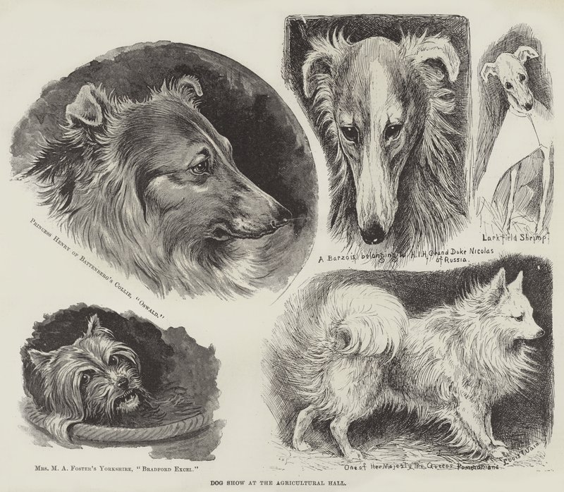 Výstava psů v Zemědělské hale od Louis Wain
