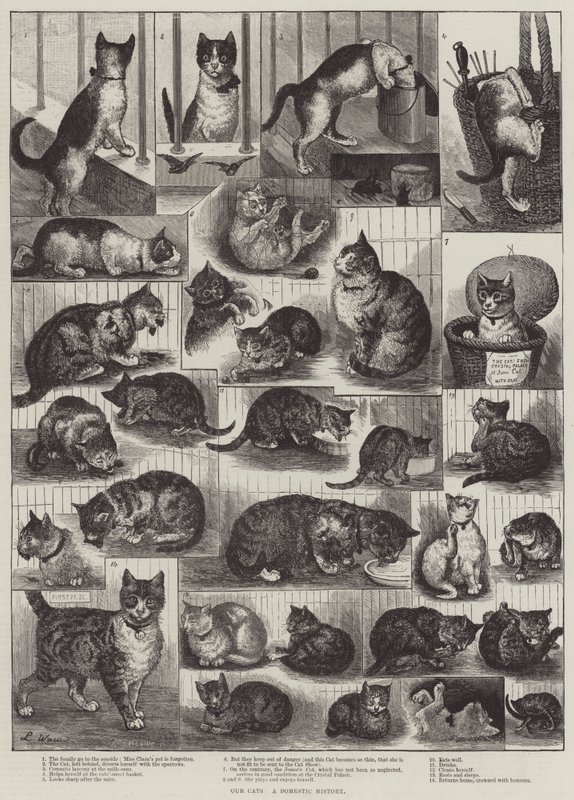 Naše kočky, domácí historie od Louis Wain