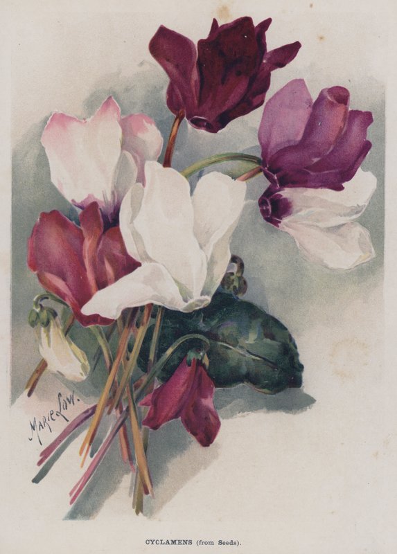 Cyclamens, ze semen od Marie Low