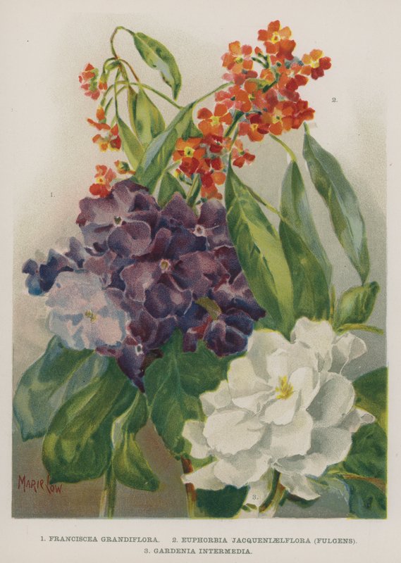 Franciscea Grandiflora, Euphorbia Jacqueniaelflora, Fulgens, Gardenia Intermedia od Marie Low