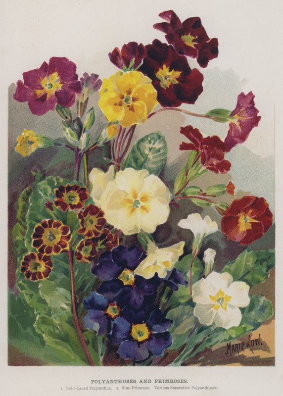 Polyanthusy a petrklíče od Marie Low