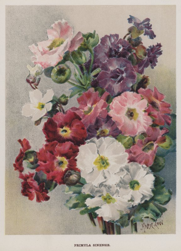 Primula Sinensis od Marie Low