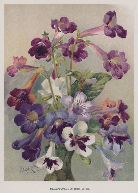 Streptocarpus, ze semen od Marie Low