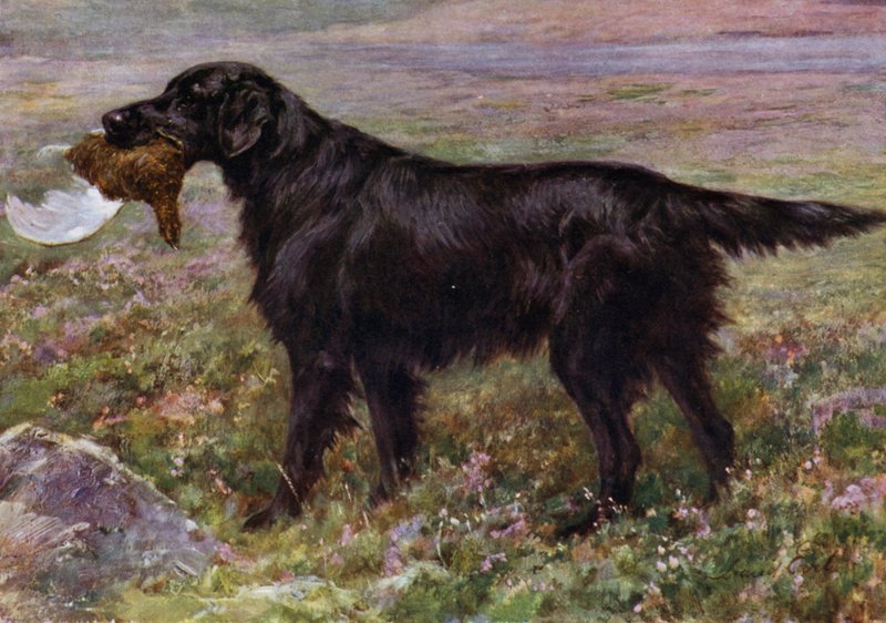 Flat-Coated Retriever Champion High Legh Blarney od Maud Earl