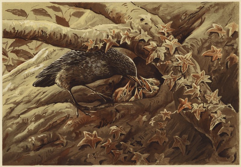 Hlučná školka (litho) od N. Parker