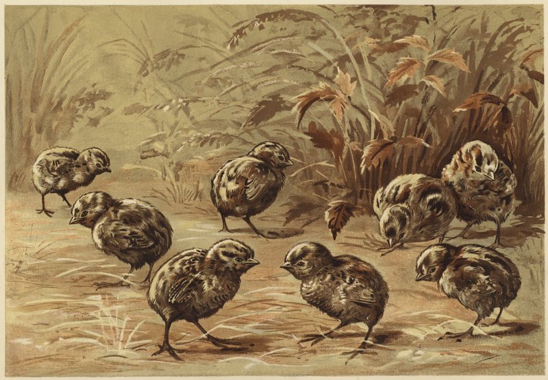 Matka koroptev (litho) od N. Parker